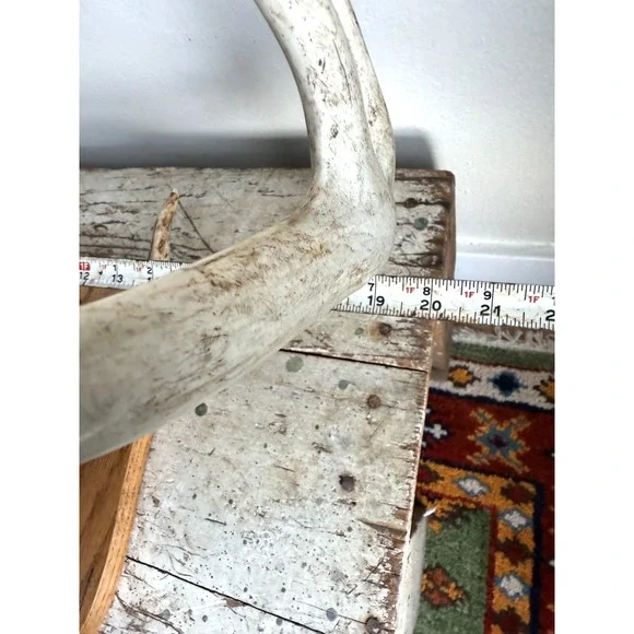 8 Point Whitetail Deer Antler Rack on Oak Plaque Rustic Michigan Mount 20" Wide - Picture 9 of 16